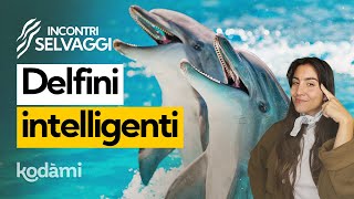 I delfini sono davvero intelligenti Come fanno questi mammiferi a vivere in acqua [upl. by Tilly]