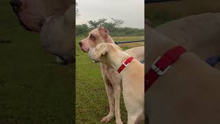 Bully Kutta Chennai bullykutta doglover rottweilerlove pets Tamil trending viralvideo funny [upl. by Aelc696]