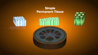 Plant Tissues  Class 9 Tutorial [upl. by Aileon]