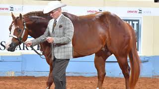 2019 AQHA Open Aged Stallions [upl. by Medina523]