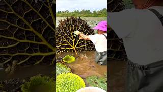 Beautiful Natural Gorgon Harvesting amp Rural Life  Prickly Water Lily Seeds shorts youtubeshorts [upl. by Ludovika406]