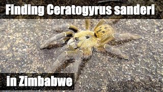 HORNED BABOON SPIDER Zimbabwe [upl. by Margery515]