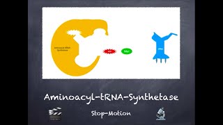 AminoacyltRNASynthetase  StopMotion Video 🎥 [upl. by Imyaj351]