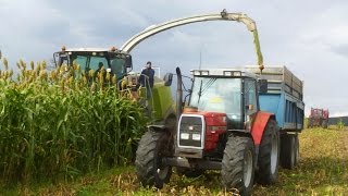 Ensilage De Sorgho 2016  Claas Jaguar 950 [upl. by Clapper]