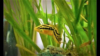 Salvini cichlid pair with fry in a community aquarium [upl. by Ahsercel]