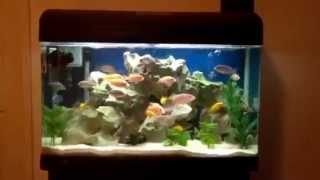 Aqua One 850 Cichlid Tank  Simple Set Up [upl. by Susanetta144]