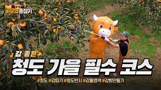 바우의 출장기 EP10 청도 가을 필수 코스 [upl. by Nannah]