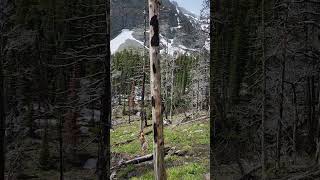 Hiking in Glacier National Park [upl. by Bores]