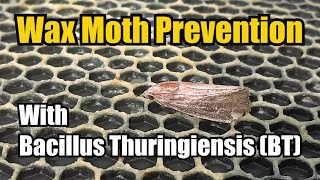 Protecting Honey Comb With Bacillus Thuringiensis BT To Control Wax Moths [upl. by Hall]