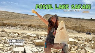 RARE FOSSIL FISH Hunt Wyoming Fossil Lake Safari KEEP what you dig up GREEN RIVER FORMATION [upl. by Attevad598]