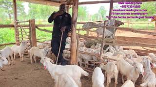 what is the proper management of the farm  u must watch this if your a farmer [upl. by Giark]