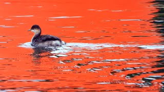 Black Necked Grebe September 24 4K [upl. by Booma]