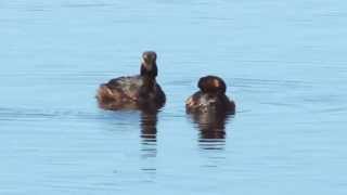 BlackNecked Grebe  Podiceps nigricollis  Черношейная поганка [upl. by Zetrauq118]