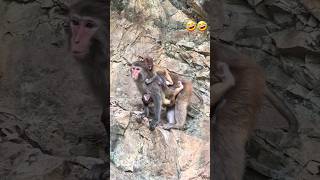 Monkey Business You Wont Believe What This Primate Can Do Neelamfunnyanimals 🤣🤣 [upl. by Cyrille136]