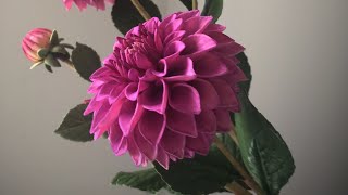 Sugar Flower Tutorials How to colour the Pom Pom dahlia [upl. by Parik]