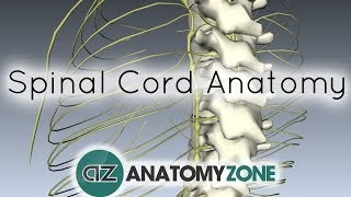 Spinal Cord  External Anatomy  3D Anatomy Tutorial [upl. by Asteria963]