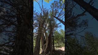 Forest Hiking hiking arizona explorearizona [upl. by Nerte]