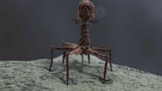 3d Demo Reel bacteriophage T4 and stereocilia  medical animation [upl. by Doersten]