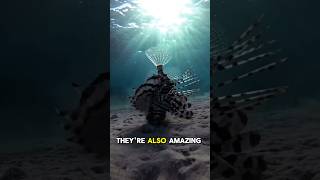 Lionfish is One of the most Venomous Sea Creatures [upl. by Storfer]