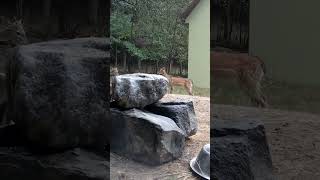 fawn bleats at a young buck then makes way deer animals animalshorts deervader [upl. by Ynar]