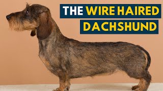 Wire Haired Dachshund Your Guide to This Rugged Hound Dog [upl. by Eneleoj254]