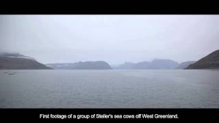 Stellers sea cow rediscovery in Greenlandmov [upl. by Ettenna]