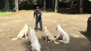 Perros Educados  Control de impulsos con pelota labrador y pastor suizo [upl. by Morgana]