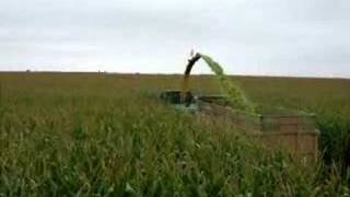 Friesen harvesting cutting corn [upl. by Arenat]