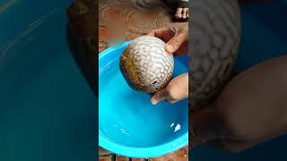 Education for Kids How Captive Breed Puffer Fish Protect Themselves 自家繁殖的河豚怎么保护自己） [upl. by Sudaorb]