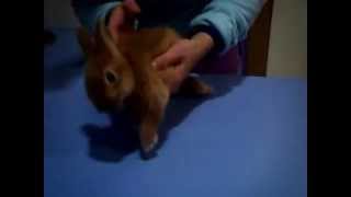 video conejo con encephalitozoonosis [upl. by Rehpotisrhc549]