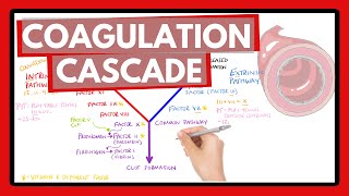 Coagulation Cascade  Easy Way To Remember Intrinsic vs Extrinsic Pathways  PT or PTT [upl. by Ayerhs33]