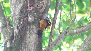 Common Flameback Kranji Marshes Singapore 31 October 2024 [upl. by Nylleoj]