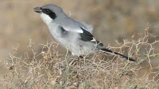 Canary Islands Grey Shrike Lanius excubitor ssp koenigi voice Lanzarote [upl. by Oah]