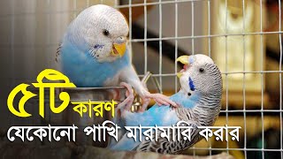 বাজরিগার পাখির মারামারি করার ৫টি কারণ  5 Reasons Why Your Budgies budgerigar [upl. by Aslehc433]