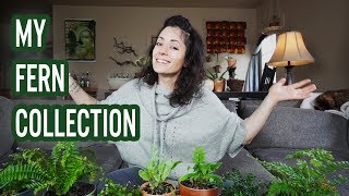 My Fern Collection  House Plants 2018 [upl. by Sherard]