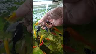 Handfeeding Frozen Artemia to Guppy Molly Platy Balloon molly Tetra [upl. by Nowujalo]