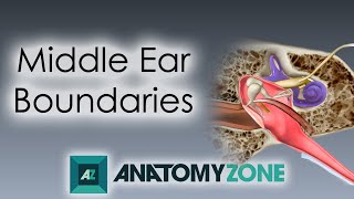 Boundaries of the Middle Ear  Anatomy Tutorial [upl. by Cumine]