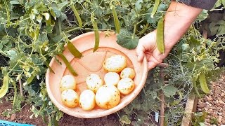 Harvest for the table Organic potato reveal from a Small pot on a Patio [upl. by Ratep849]