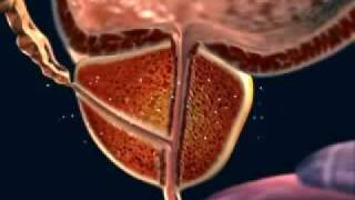 The Male GenitalUrinary System and BPH [upl. by Lynus]