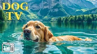 DOG TV Deeply Relaxing Video for Stress Relief for Dog  Soothing Dog Music Videos for Dog to Watch [upl. by Daigle627]