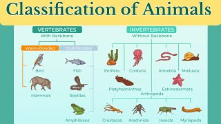 animal classification vertebrates and invertebratesclassification of animalsanimalclassification [upl. by Mikkanen458]