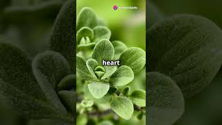 quot12 Benefits of Oregano You Should Knowquot [upl. by Ewart]