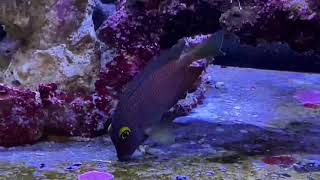 Indian Gold Ring or Squaretail tang  Ctenochaetus truncatus [upl. by Akapol]