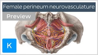 Nerves arteries and veins of the female perineum preview  Human Anatomy  Kenhub [upl. by Marena]