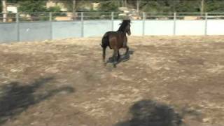 caballos de venta rancho san angelquotsementales y maquilasquot [upl. by Noby11]