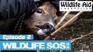 Wildlife SOS Online  Episode 2 [upl. by Madi]