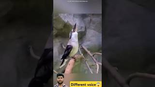 Different Bird different voice 😱 short [upl. by Attenod]