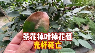 茶花掉叶掉花苞，焦尖干枯，茶花怎么养 [upl. by Chaing]