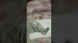 Zebra drawing please like and subscribe tk [upl. by Thesda]