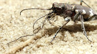 The Tiger Beetle is Incredibly Fast for its Size [upl. by Hirst]